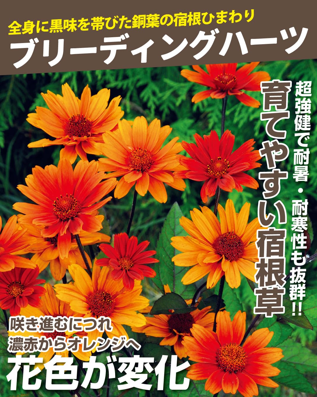 Amazon.co.jp: 種 花たね ヘリオプシス ブリーディングハーツ 1袋（15